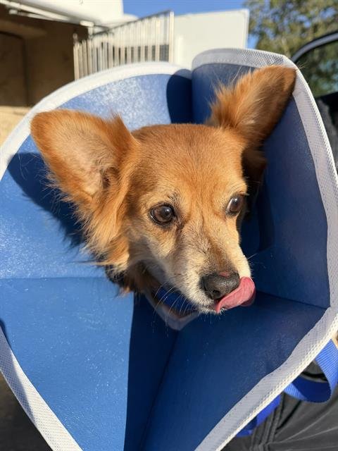 TOKYO - Papillon available for adoption