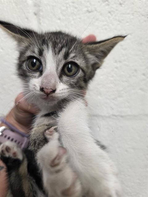 CAMILA - Domestic Short Hair available for adoption