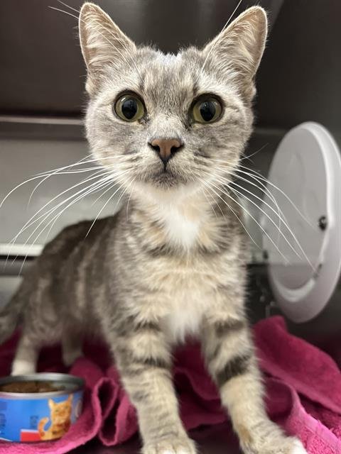 ZIRA - Domestic Short Hair for adoption in Chula Vista