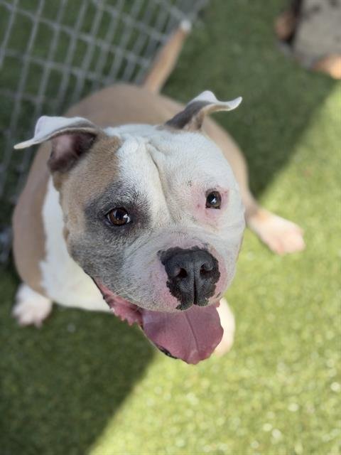 DUMPLING - Bulldog available for adoption