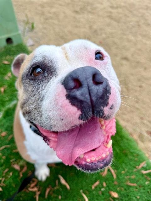 DUMPLING - Bulldog available for adoption