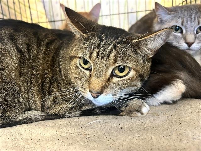 DIEGO - Domestic Short Hair available for adoption