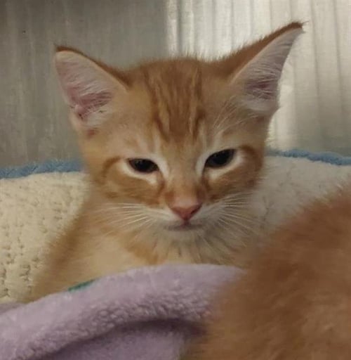 PORTO - Domestic Short Hair available for adoption