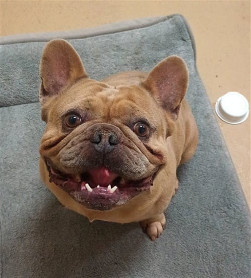 PUMBA - French Bulldog available for adoption