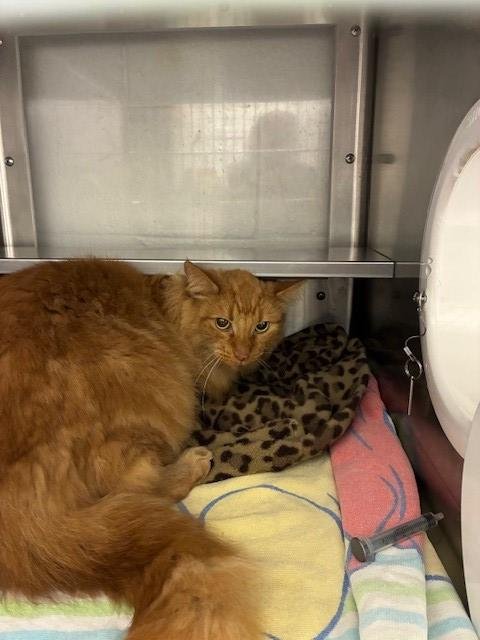 BABY - Domestic Long Hair available for adoption