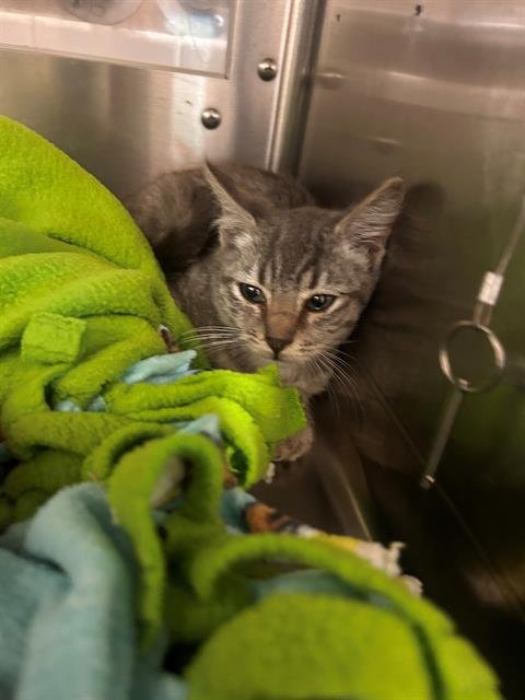 SABRINA - Domestic Short Hair for adoption in Chula Vista