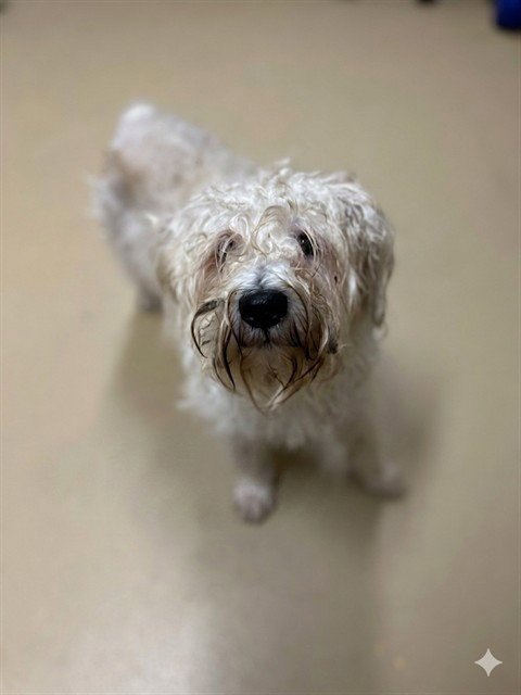 KINGSLEY - Schnauzer available for adoption