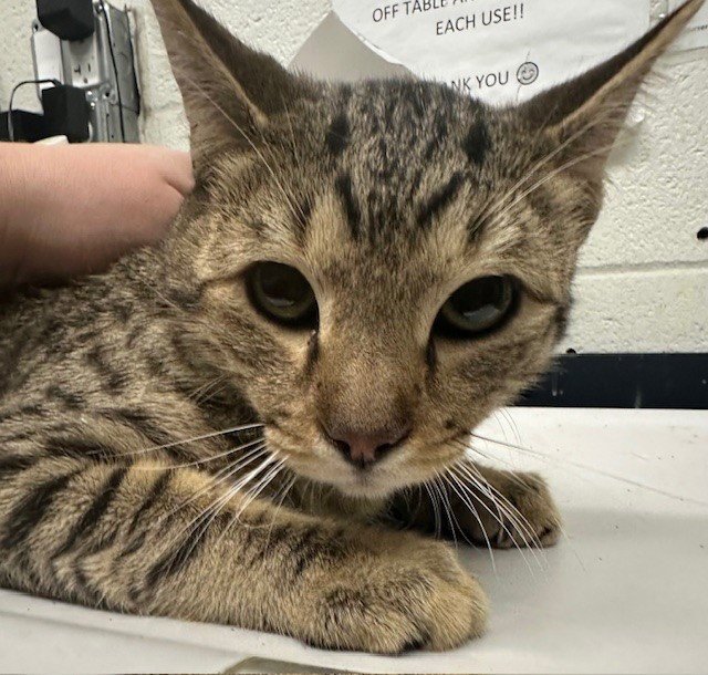 VLAD - Domestic Short Hair available for adoption