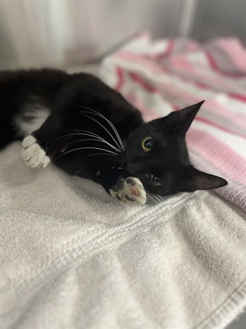 FLOWER - Domestic Short Hair for adoption in Chula Vista
