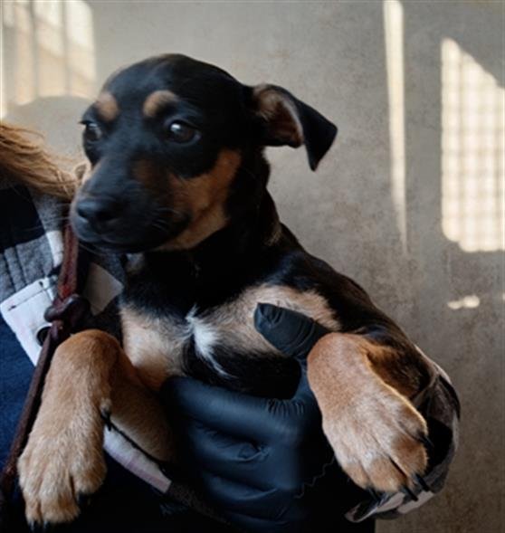 A269786 - Chihuahua available for adoption