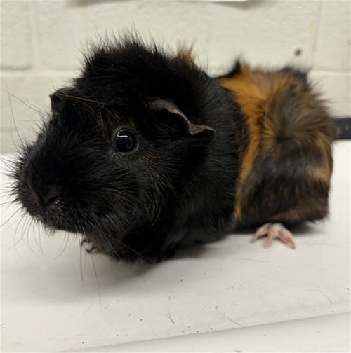 BAM BAM - Guinea Pig available for adoption