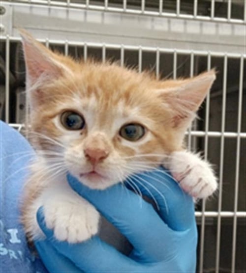 PEANUT - Domestic Short Hair available for adoption