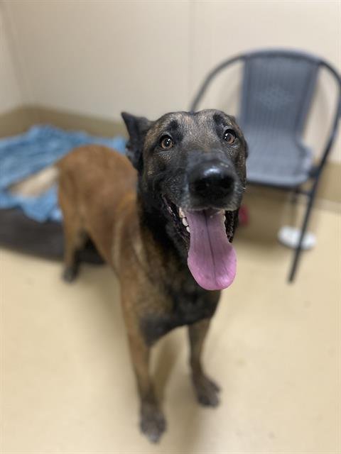 ARLO - Belgian Shepherd Malinois available for adoption