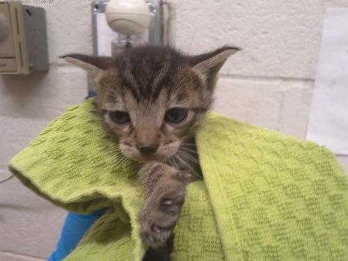 A273528 - Domestic Short Hair available for adoption