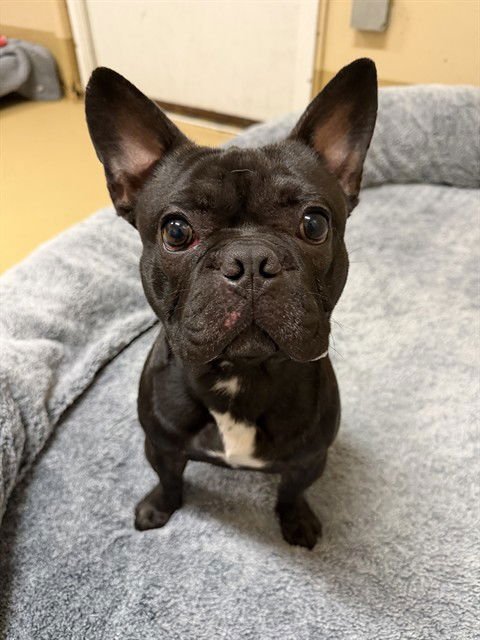 NAPOLEON - French Bulldog available for adoption