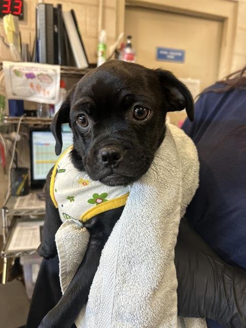 XADEN - Pug available for adoption