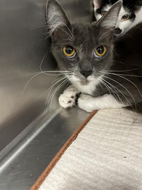 A274321 - Domestic Short Hair available for adoption