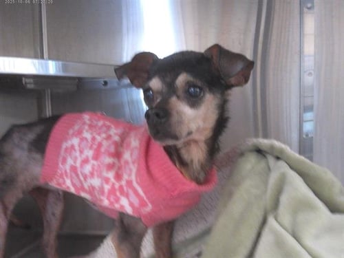 ESTRELLA - Chihuahua available for adoption