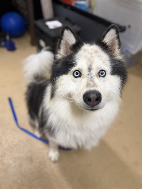 KEVIN - Samoyed available for adoption