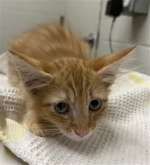 A274125 - Domestic Medium Hair available for adoption