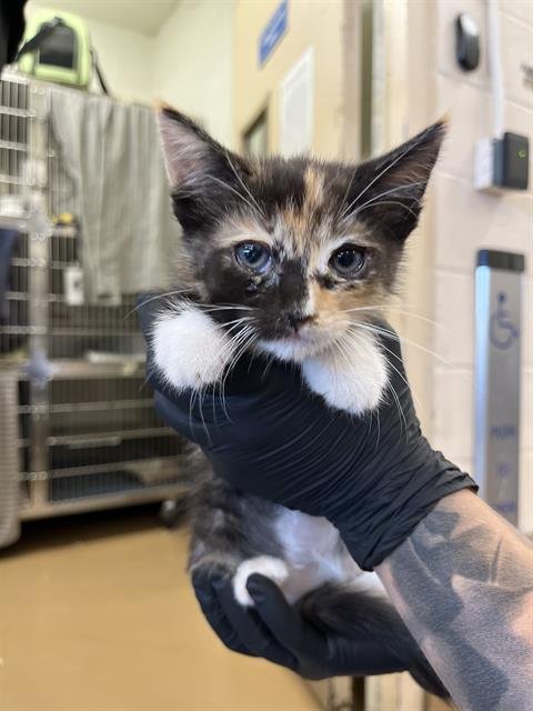 CHIA - Domestic Short Hair available for adoption