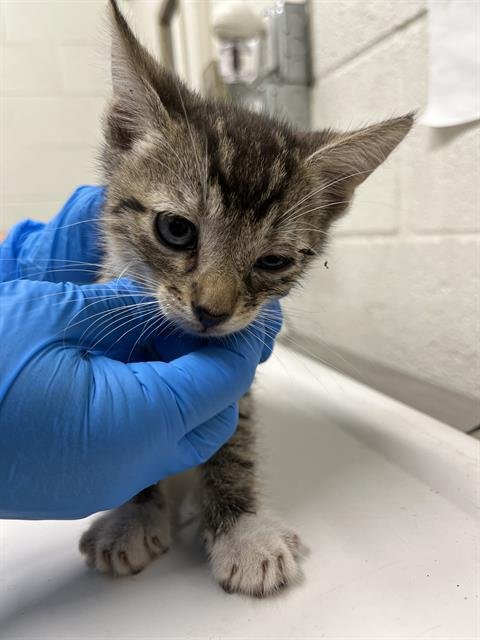 A273440 - Domestic Short Hair available for adoption