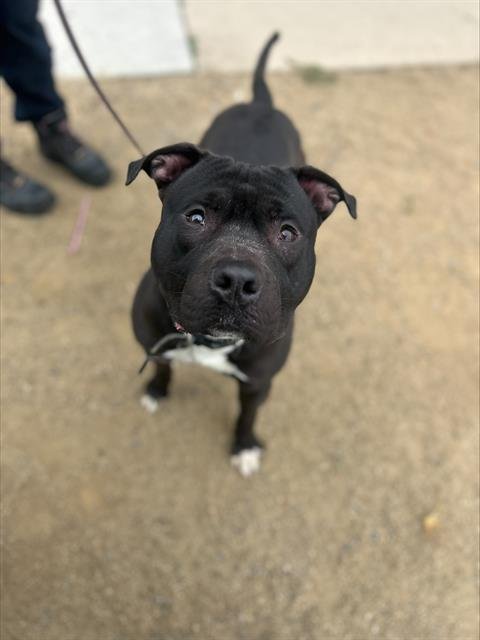 ALFIE - Pit Bull Terrier available for adoption