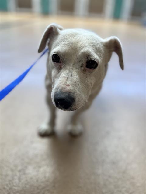 A270704 - Dachshund available for adoption