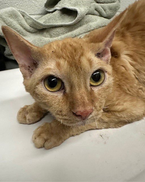 ROLIE - Domestic Short Hair available for adoption