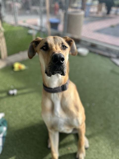 BALGRUUF - Great Dane available for adoption