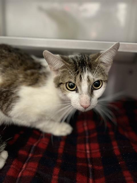 A273920 - Domestic Short Hair available for adoption