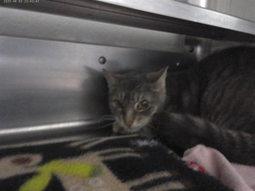 ZIVA - Domestic Short Hair available for adoption