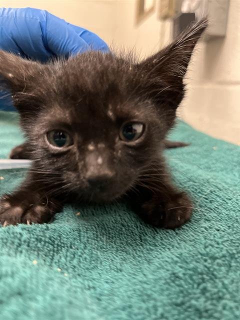 DALLAS - Domestic Short Hair available for adoption