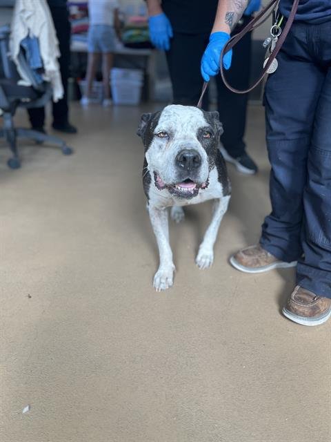 COOKIE - Pit Bull Terrier available for adoption