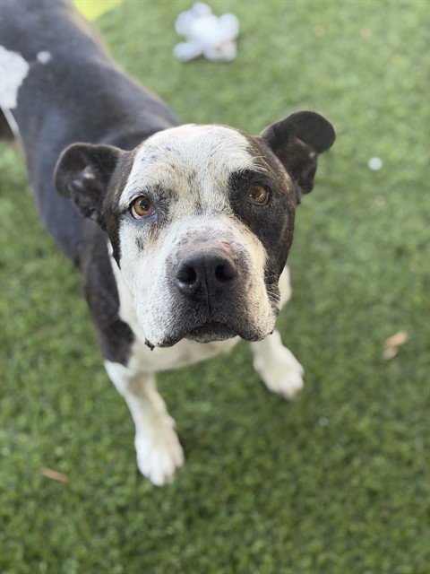 COOKIE - Pit Bull Terrier available for adoption