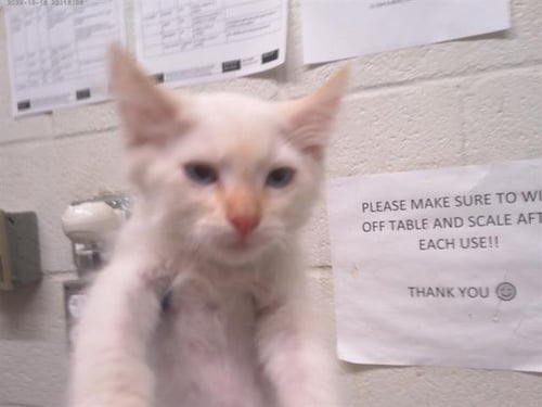 A273890 - Siamese available for adoption
