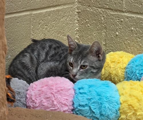 YURI - Domestic Short Hair available for adoption