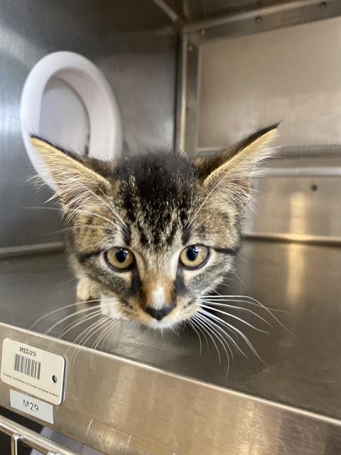 DARINA - Domestic Medium Hair available for adoption