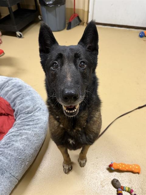 THEO - German Shepherd Dog available for adoption