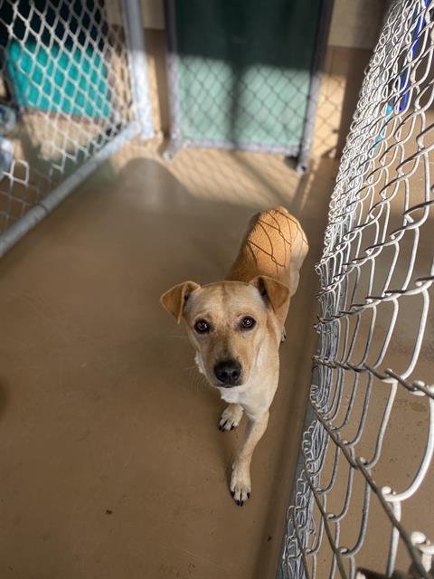 OSO - Chihuahua available for adoption