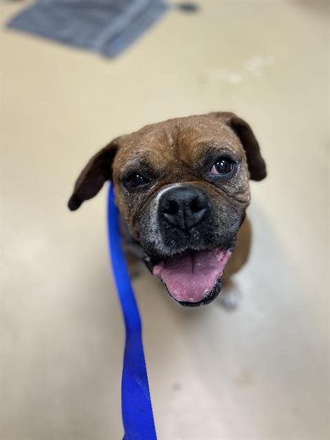 MRS PEARL - Boxer available for adoption