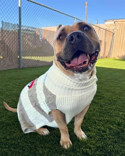 PIPER PINWHEELER - Pit Bull Terrier available for adoption