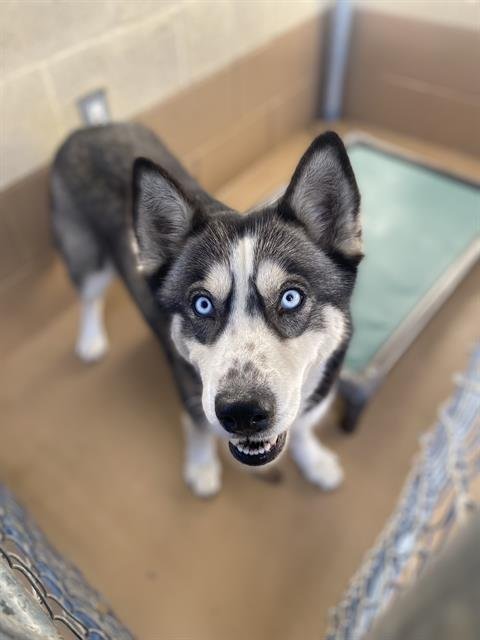 KIKI - Siberian Husky available for adoption