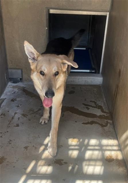 LEO - German Shepherd Dog available for adoption