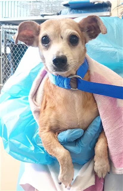 GUS - Chihuahua available for adoption