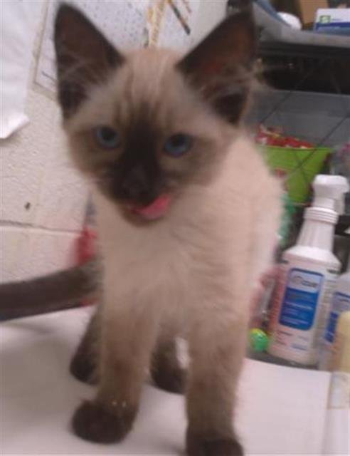 A273888 - Siamese available for adoption
