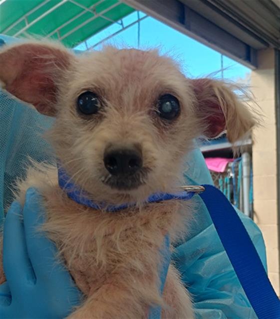 FRANK - Chihuahua available for adoption