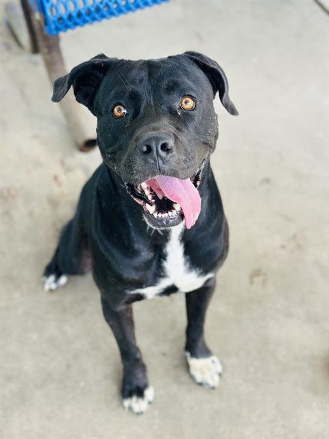SKUNK - Cane Corso Mastiff for adoption in Chula Vista