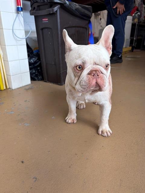 TULIPAN - French Bulldog available for adoption