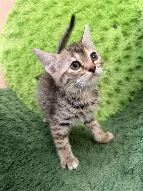 POMPOMPURIN - Domestic Short Hair available for adoption